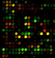 genechip microarray